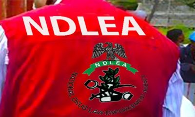 NDLEA Seizes 709.9kg of Illicit Drugs in Major Operation in Kano