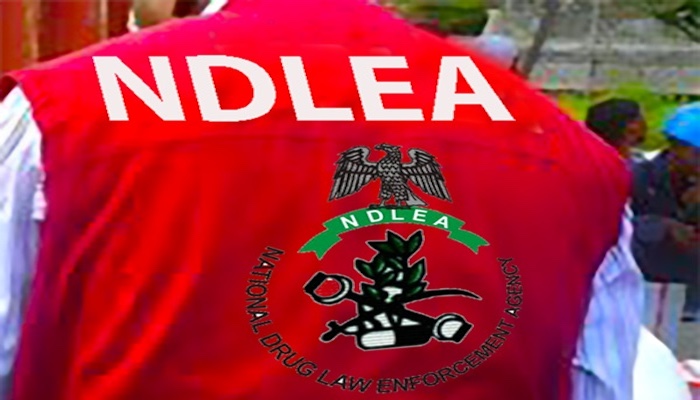 NDLEA Seizes 709.9kg of Illicit Drugs in Major Operation in Kano