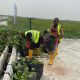 NIWA Clears Lagos Waterways of Hyacinths to Ease Yuletide Traffic